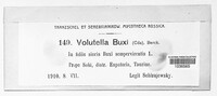 Volutella buxi image